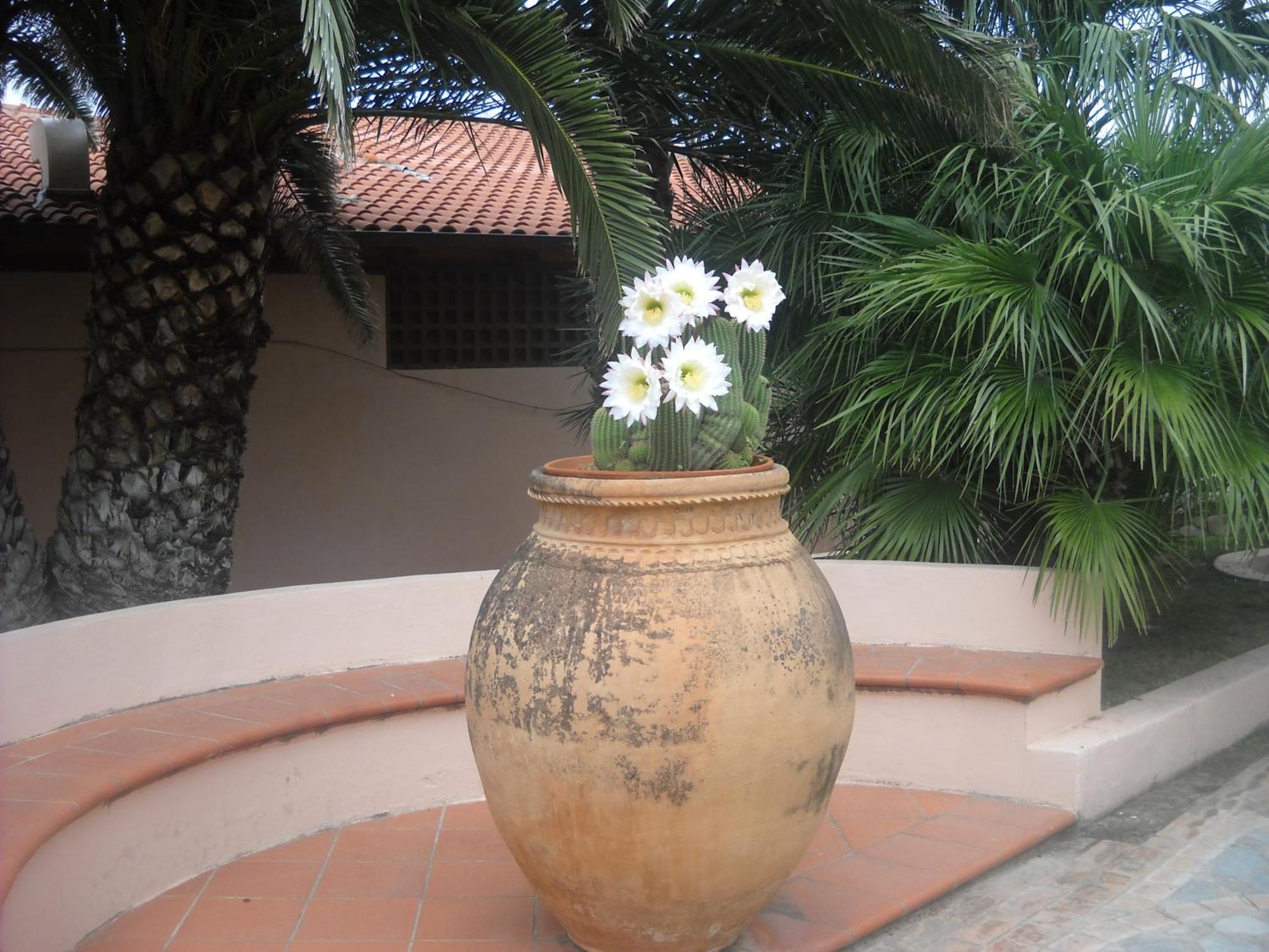 Hotel Villaggio Cala Di Volpe Capo Vaticano Exterior photo
